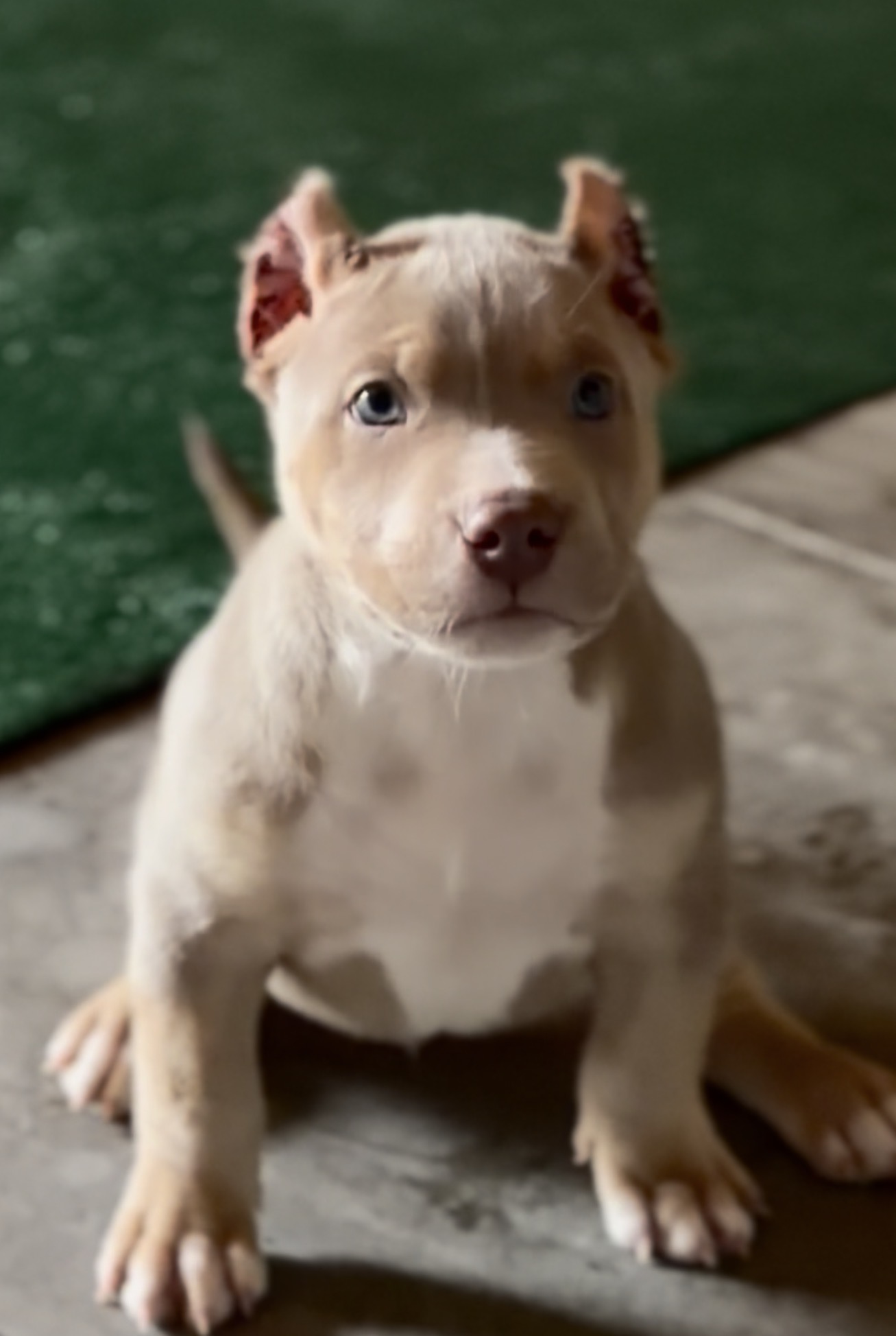 Dog Featured Image