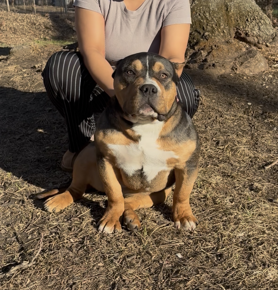 Dog Featured Image