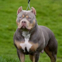 Cerberus’ Katara of Lifetime Bully Kennels