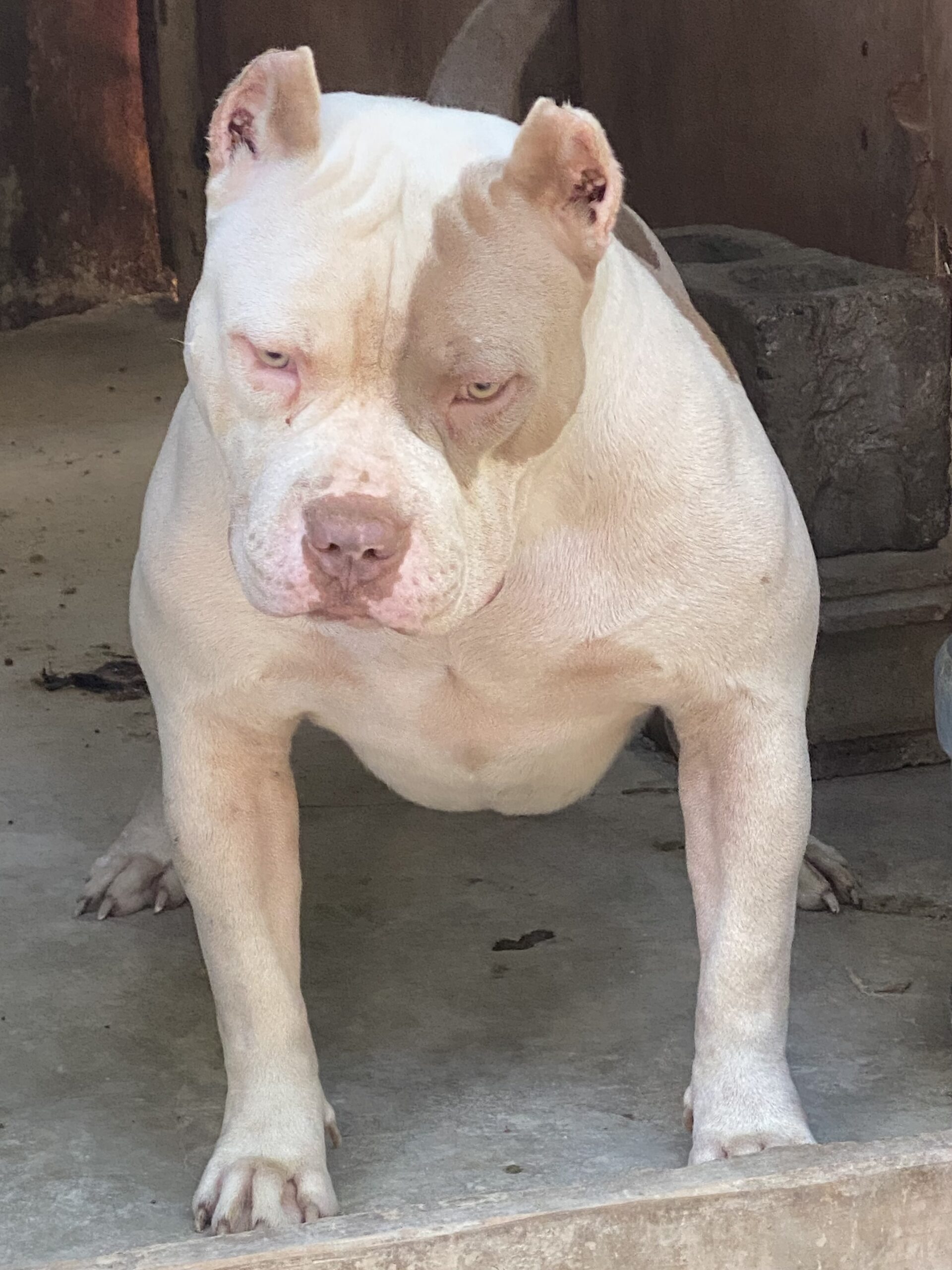 Dog Featured Image
