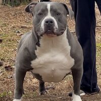 ProBulls Sinful Synder