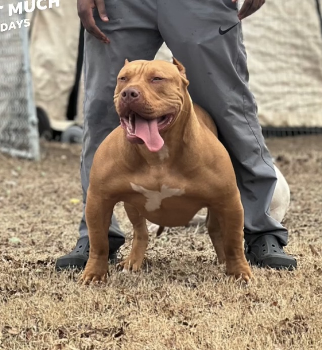 Dog Featured Image