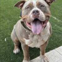 Alpha Kennels Storm of Mana Kennels Perth