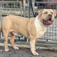 Dog Featured Image