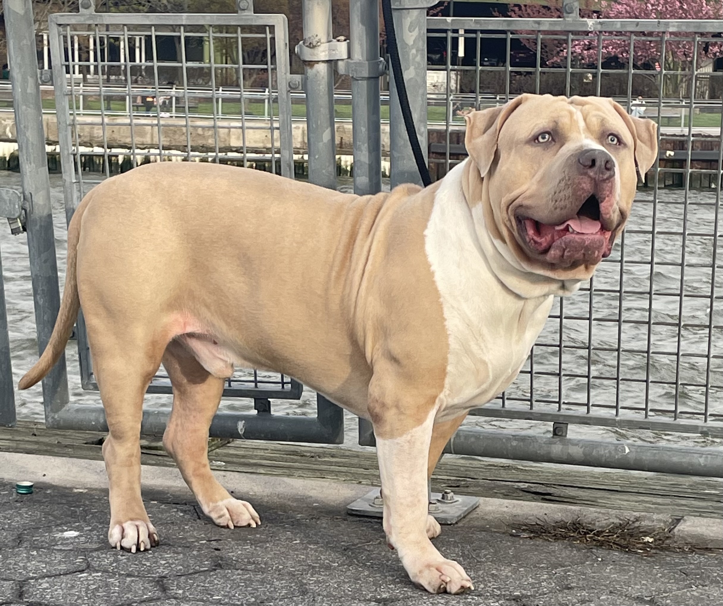 Dog Featured Image
