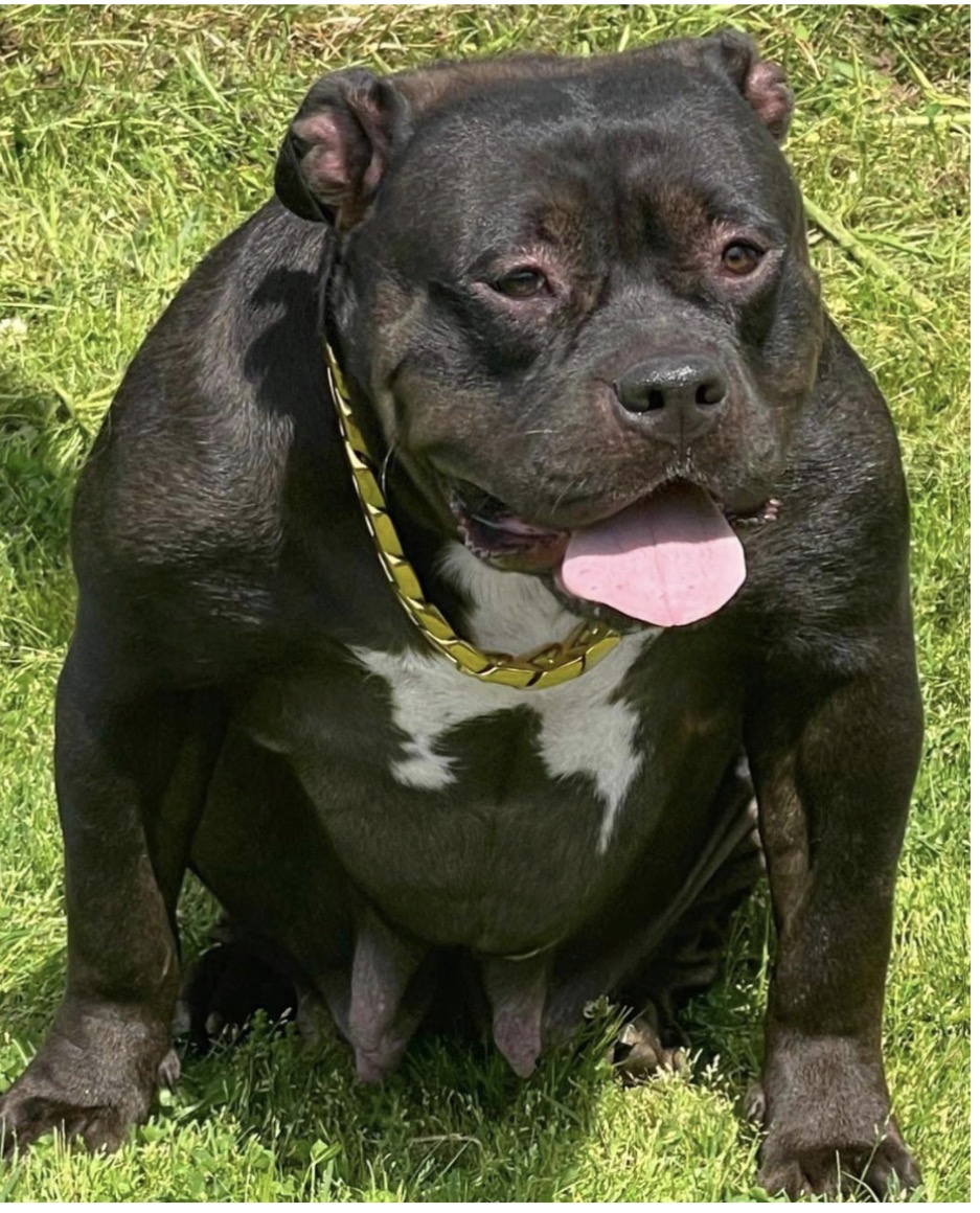 Dog Featured Image