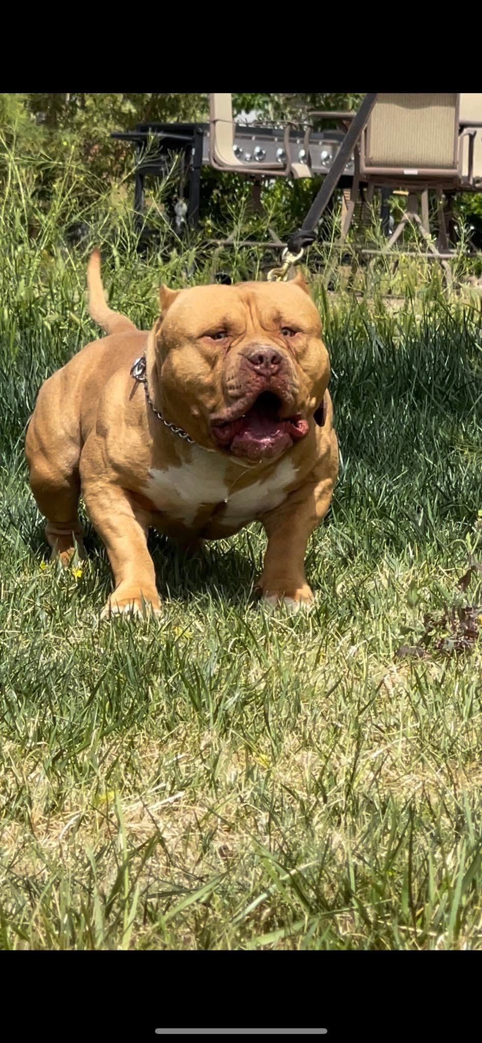 Dog Featured Image