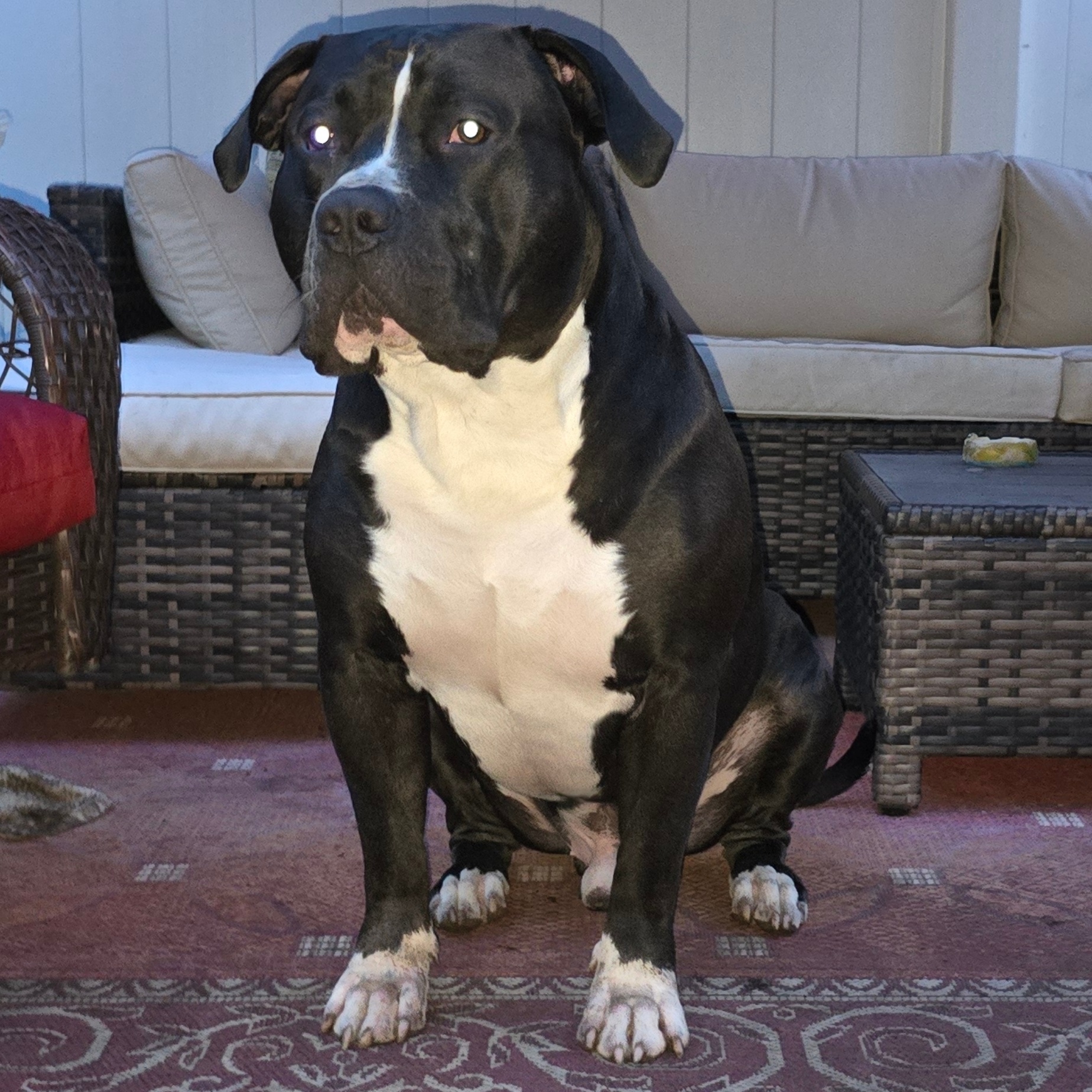 Dog Featured Image
