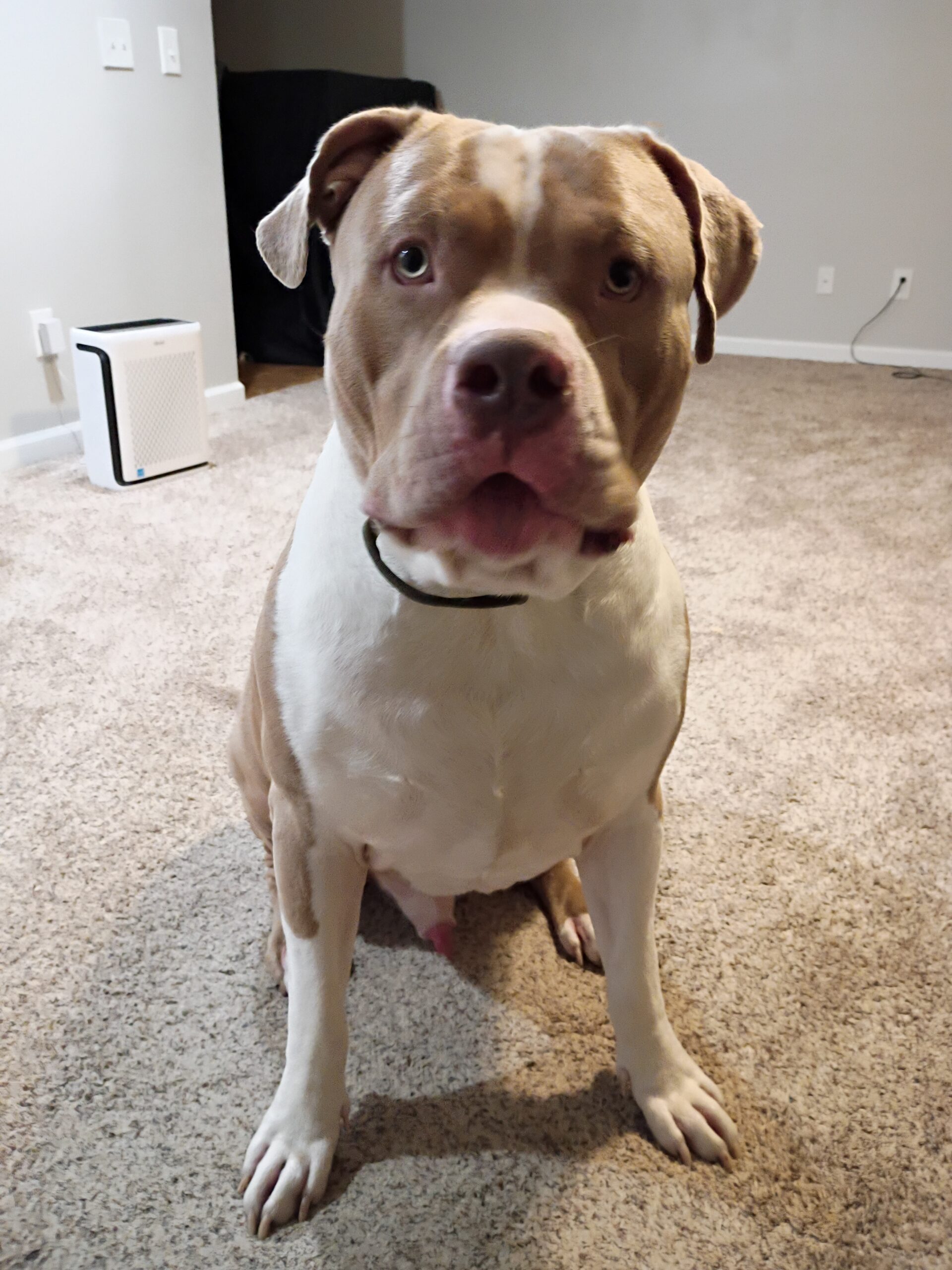 Dog Featured Image