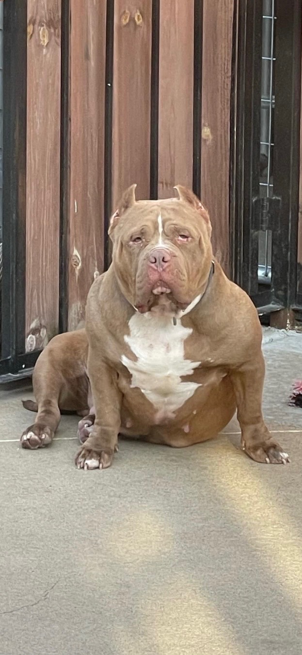 Dog Featured Image