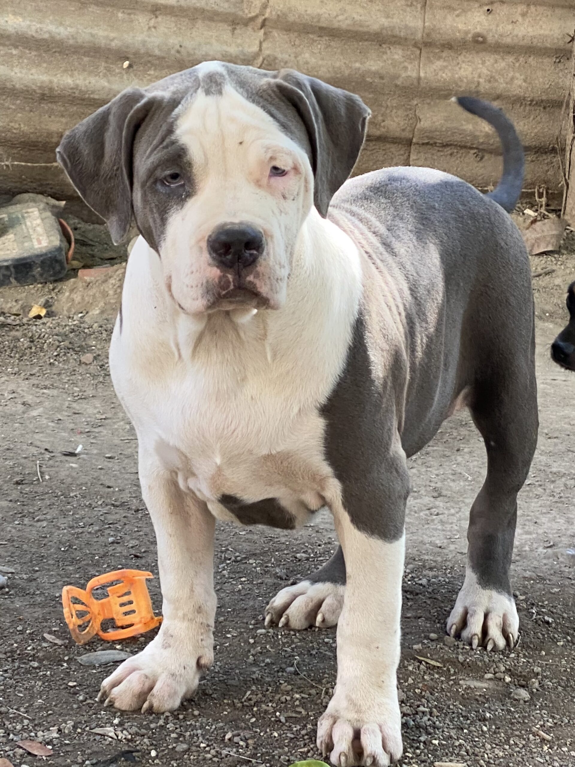 Dog Featured Image