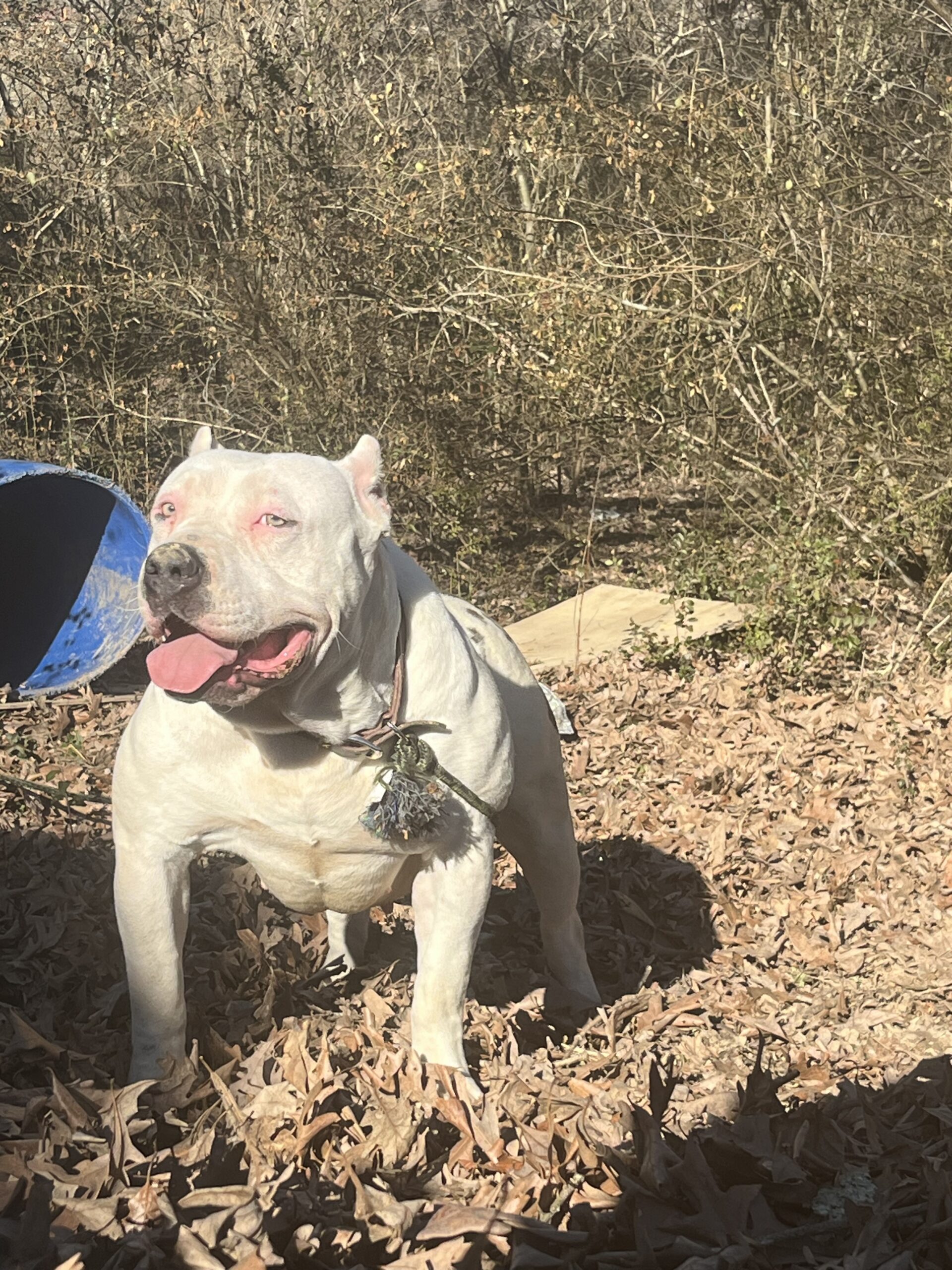 Dog Featured Image