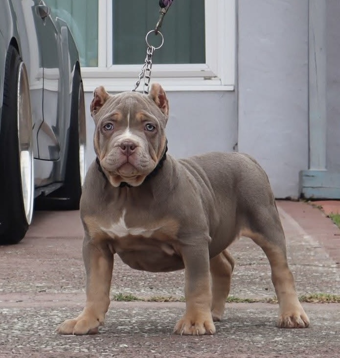 Dog Featured Image