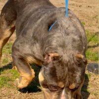 Ultimate bullies tacharla