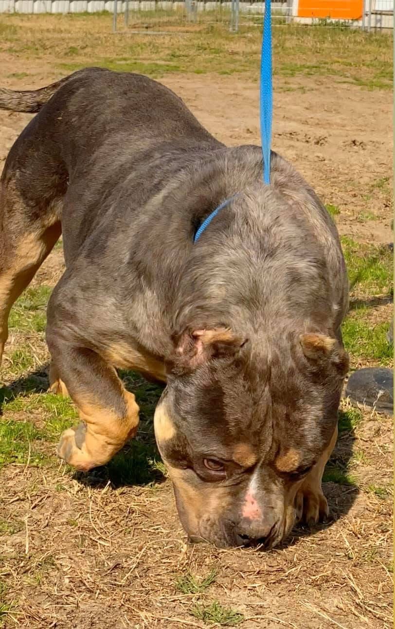 Dog Featured Image