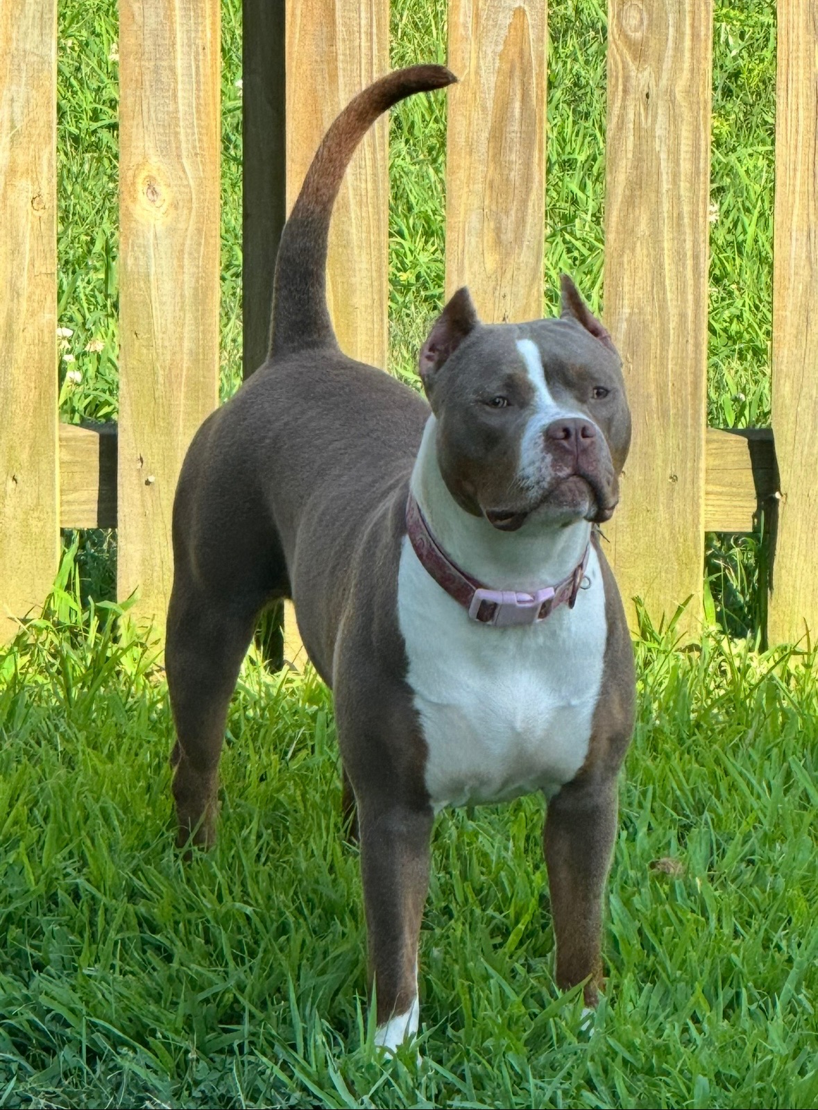 Dog Featured Image