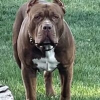 Big Kash