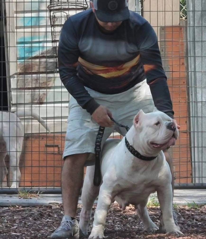 Dog Featured Image