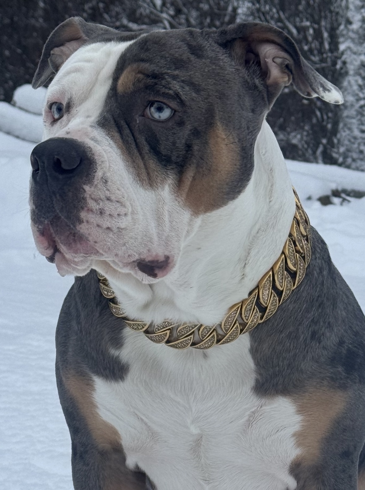 Dog Featured Image