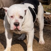 ProBulls King of the Artic
