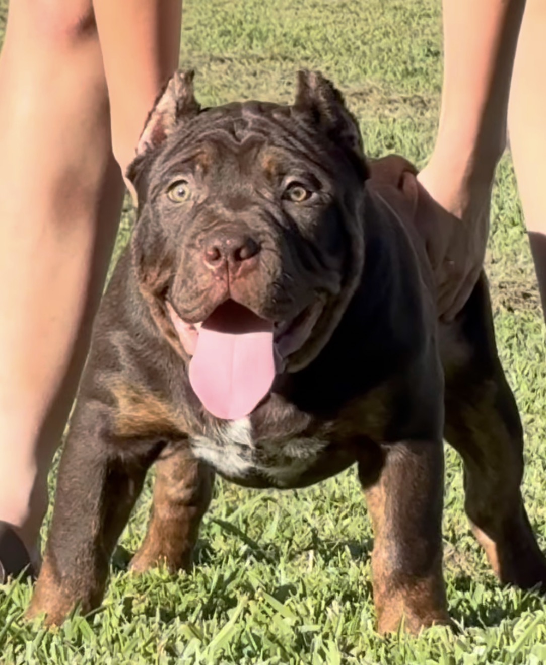 Dog Featured Image