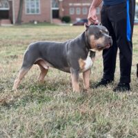 FGB Kyro of BigBinoKennels
