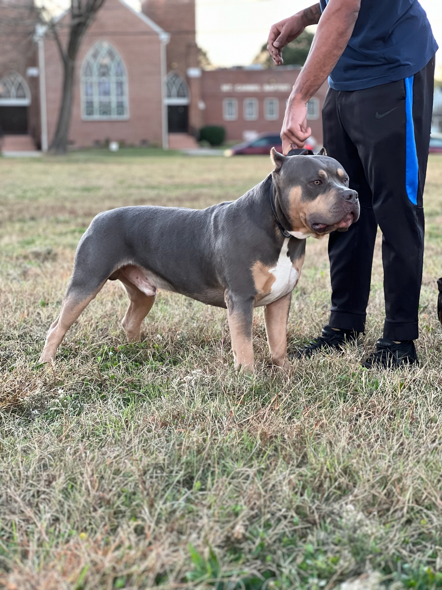 Dog Featured Image