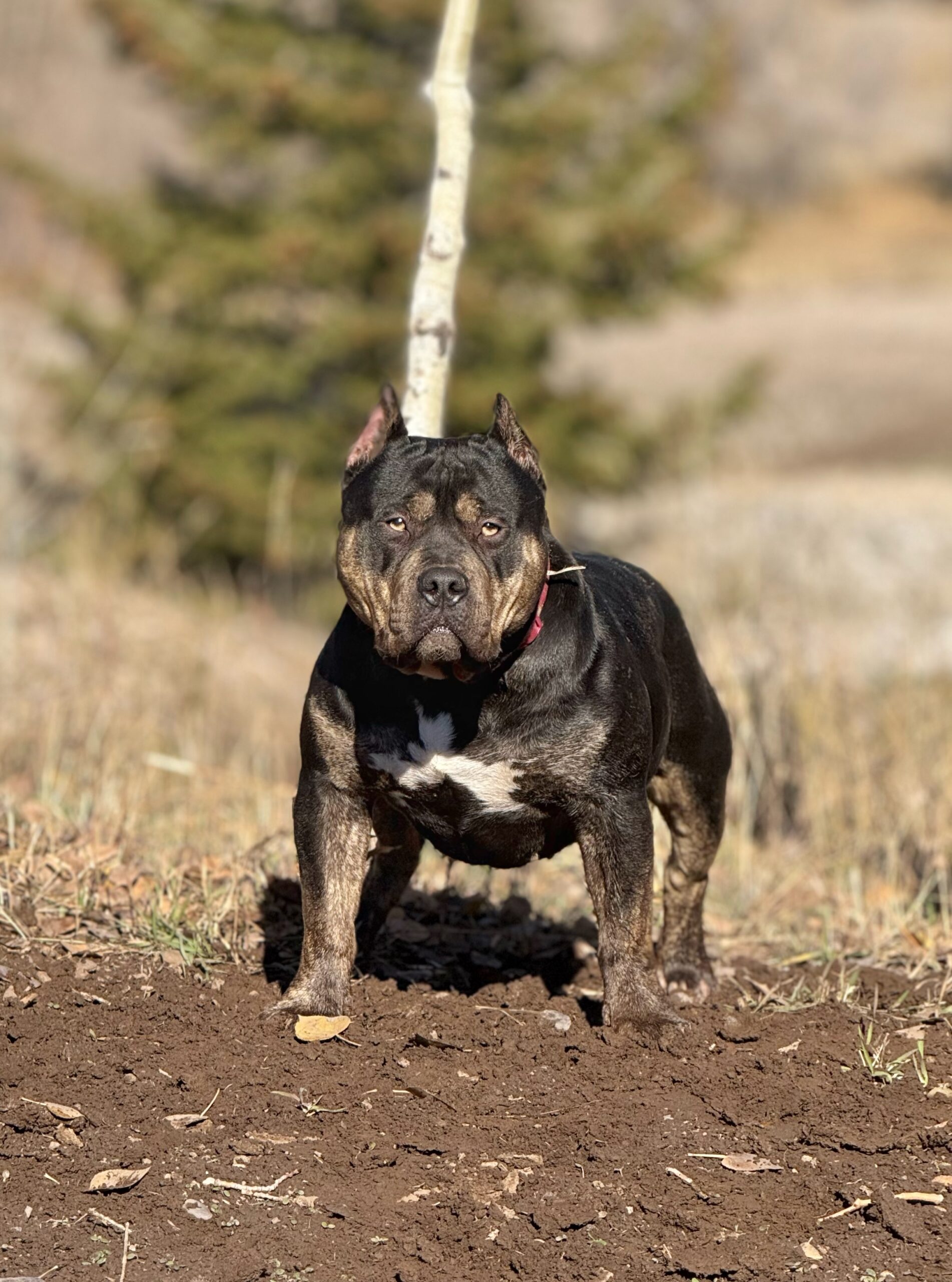 Dog Featured Image