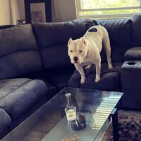 (Hardbody Knox bullies Cleo )