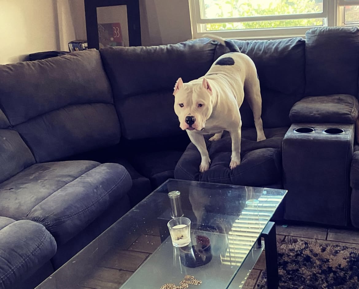 Dog Featured Image