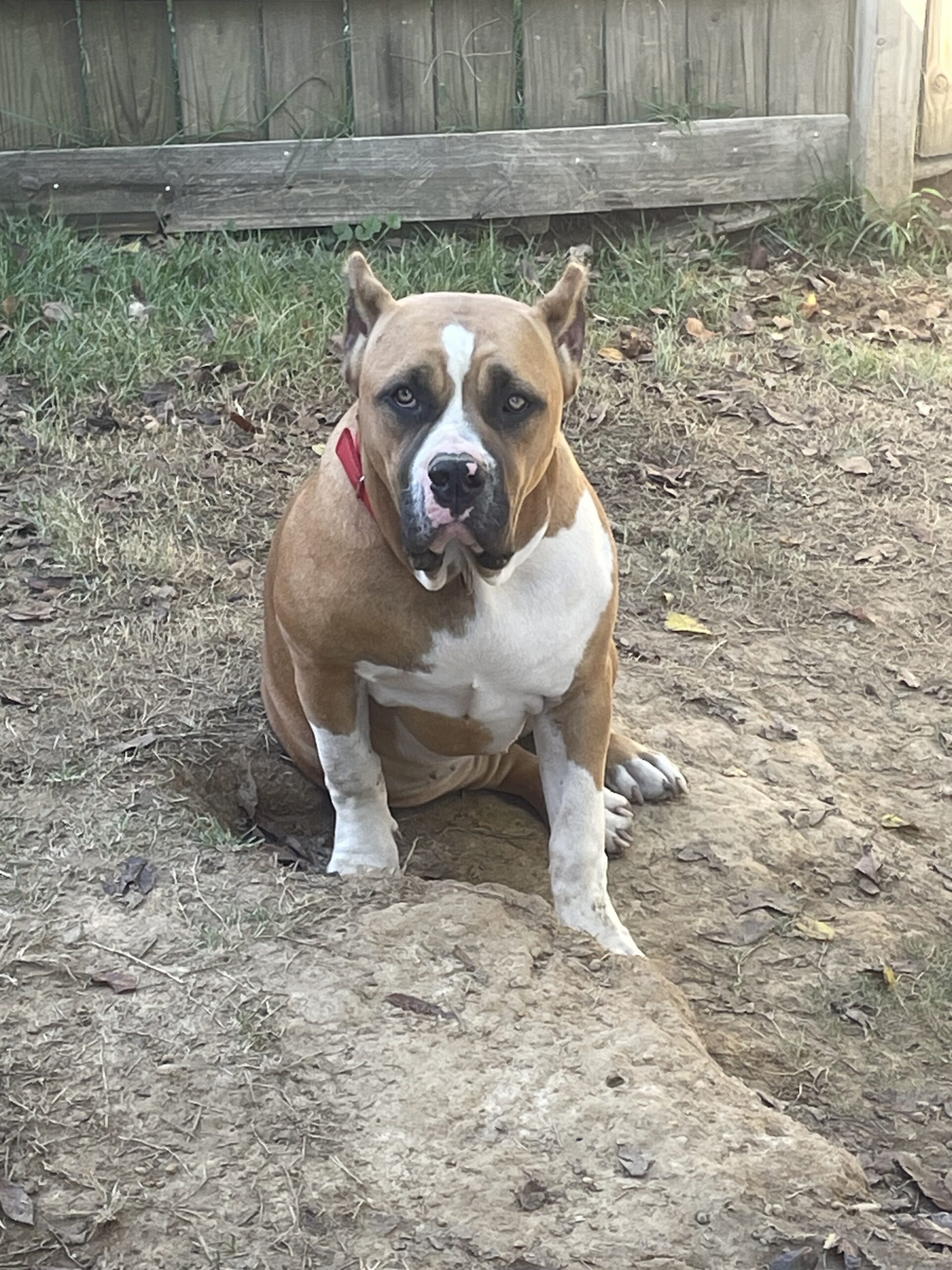 Dog Featured Image