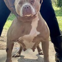 Fosterville Xena