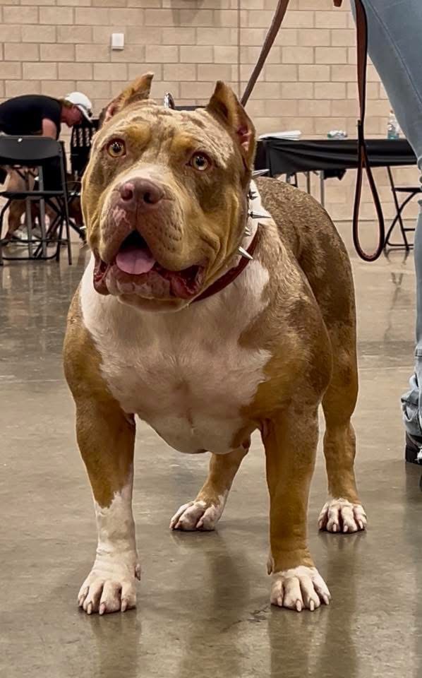 Dog Featured Image