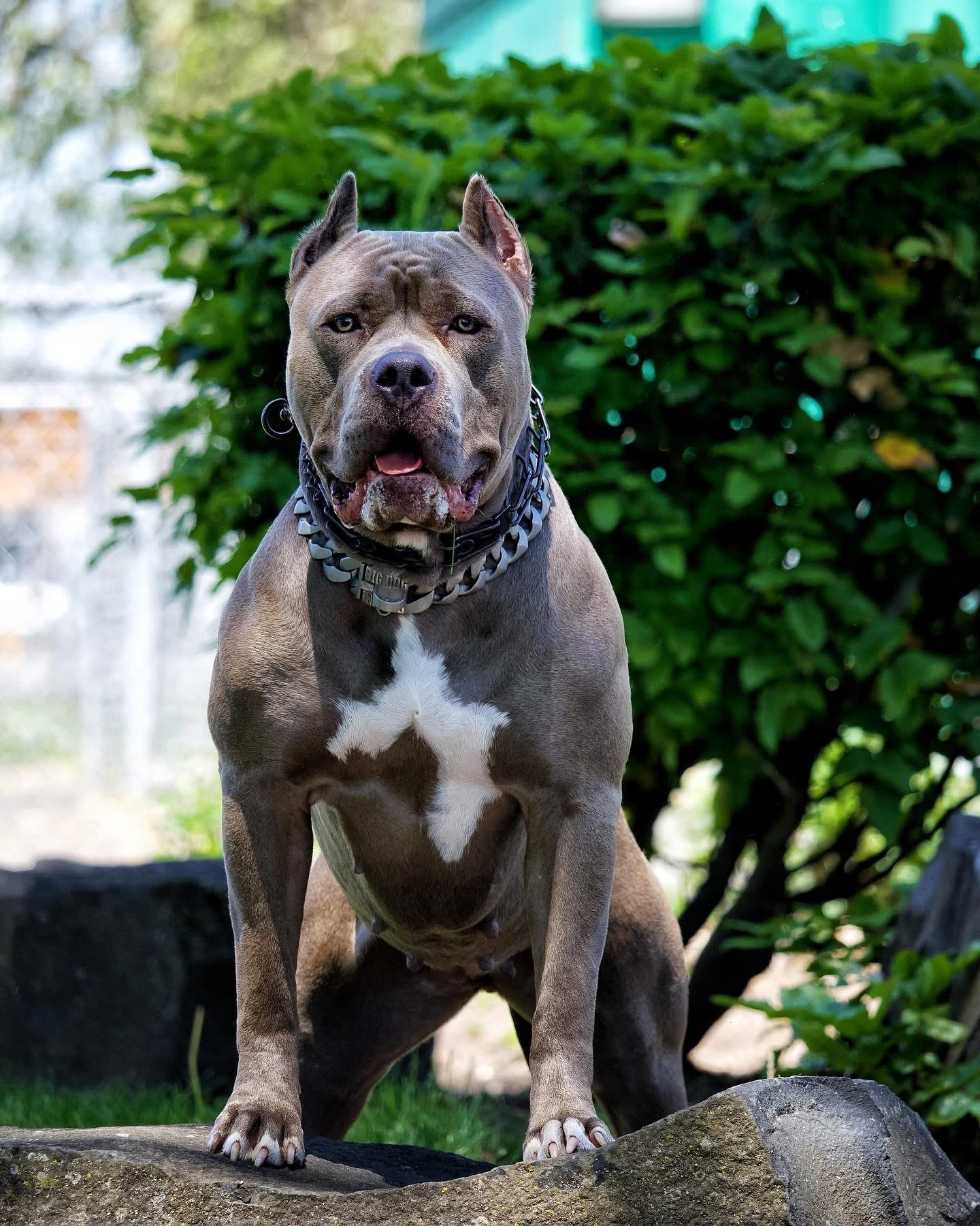 Dog Featured Image
