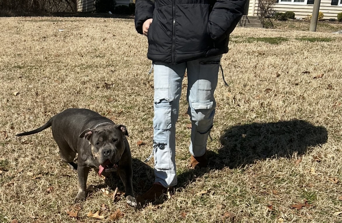 Dog Featured Image