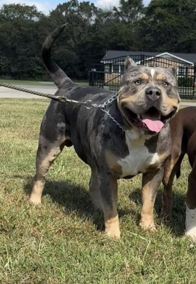 Dog Featured Image