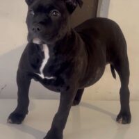 Gapchs kennel bull fiona