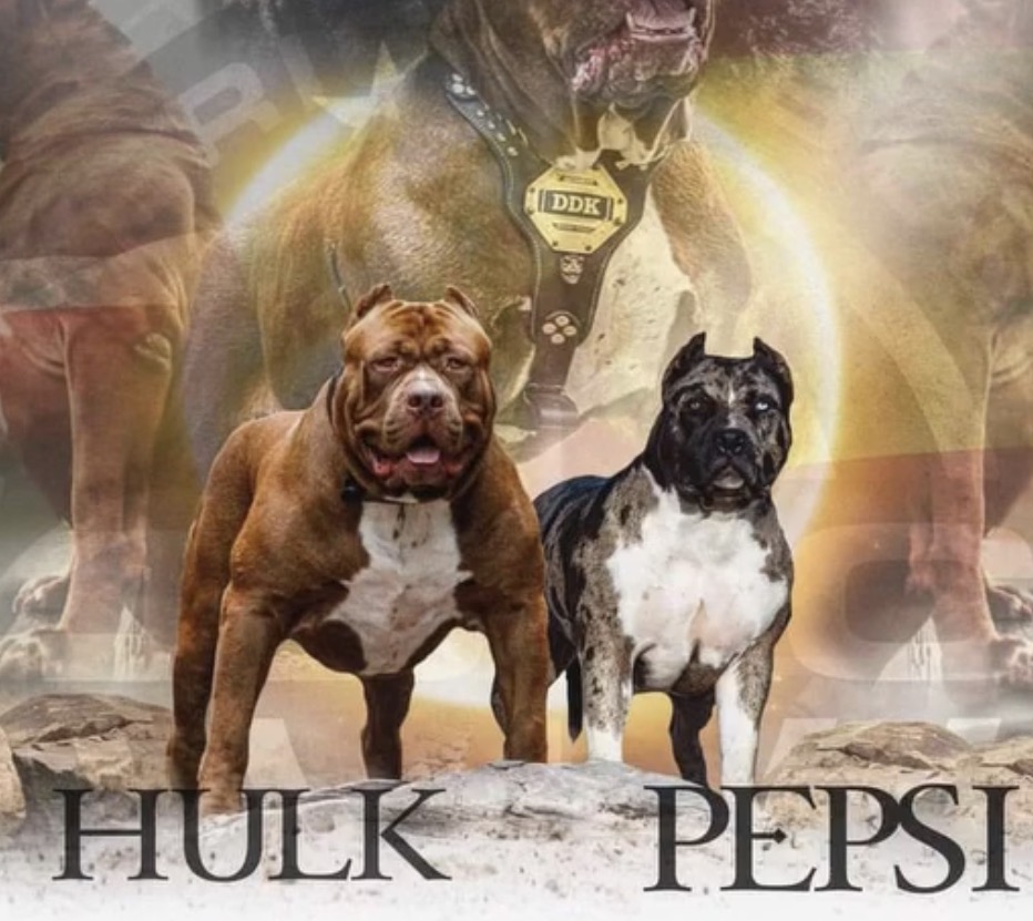 Dog Featured Image