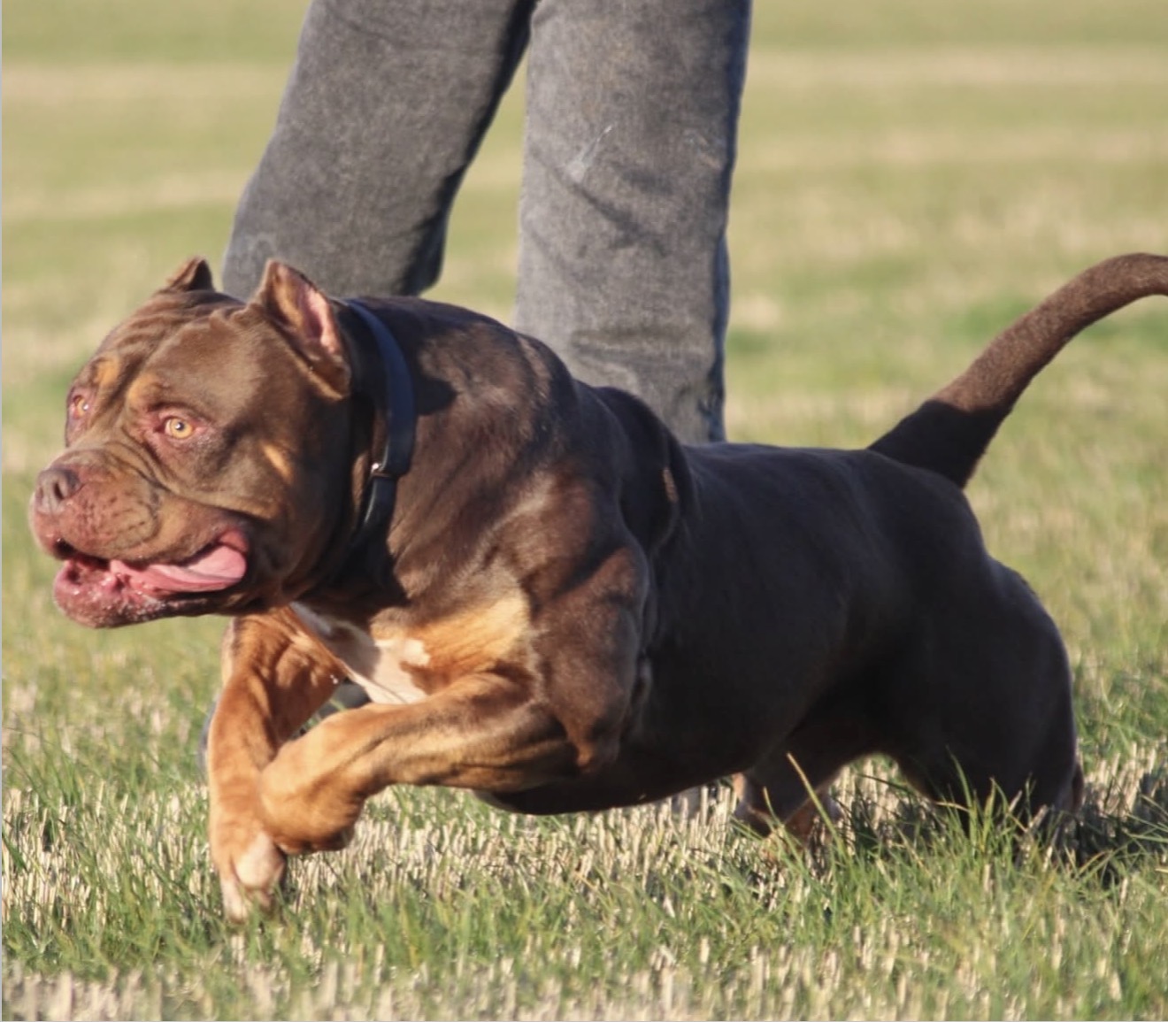 Dog Featured Image