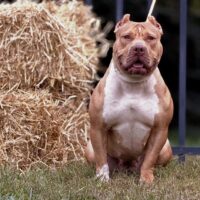 Desirabulls Sexy Redd