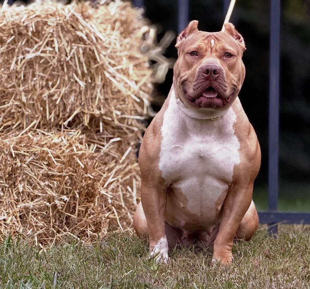Dog Featured Image