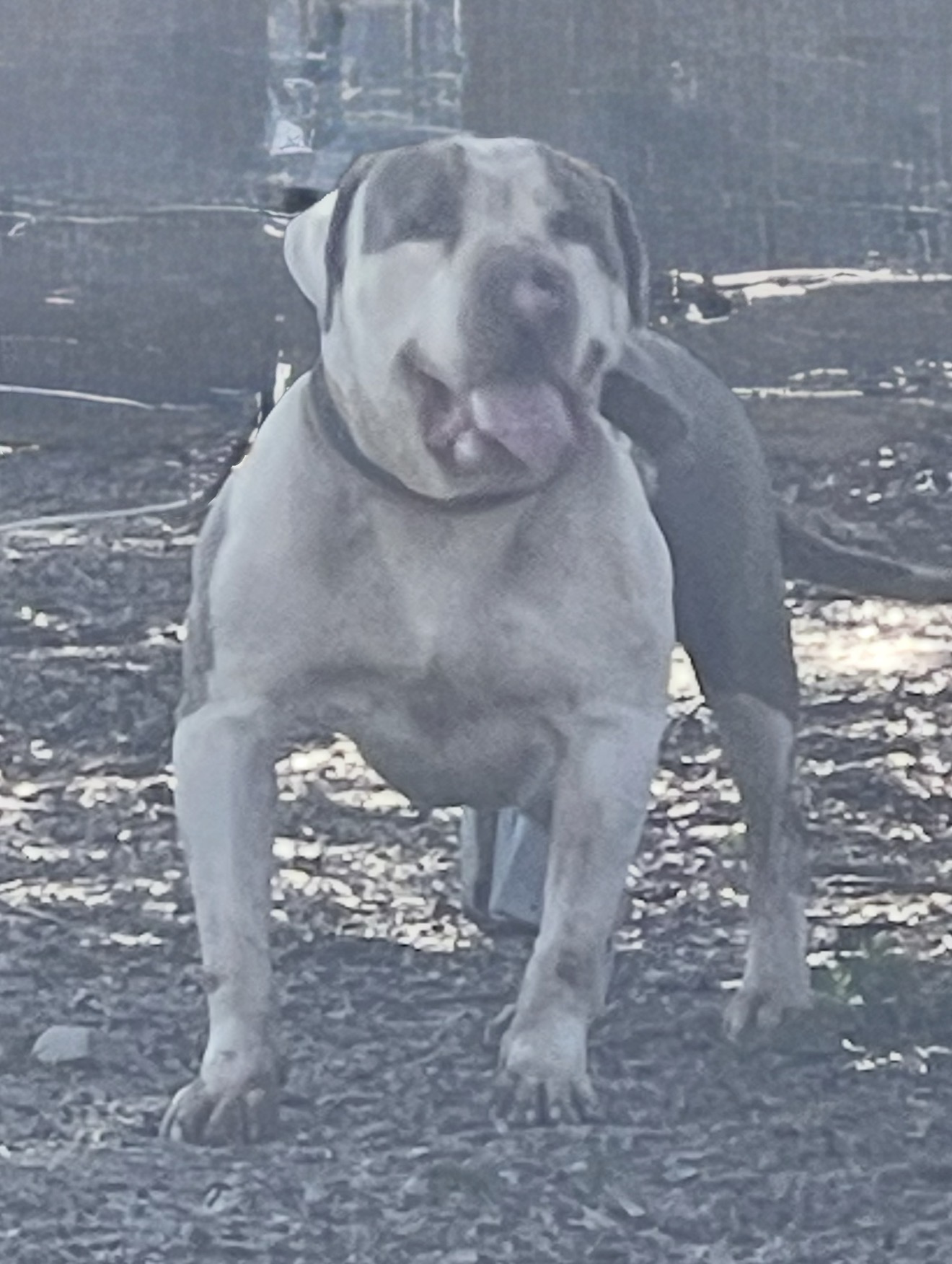 Dog Featured Image