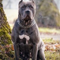 S.E.I Earle Grey Puddin