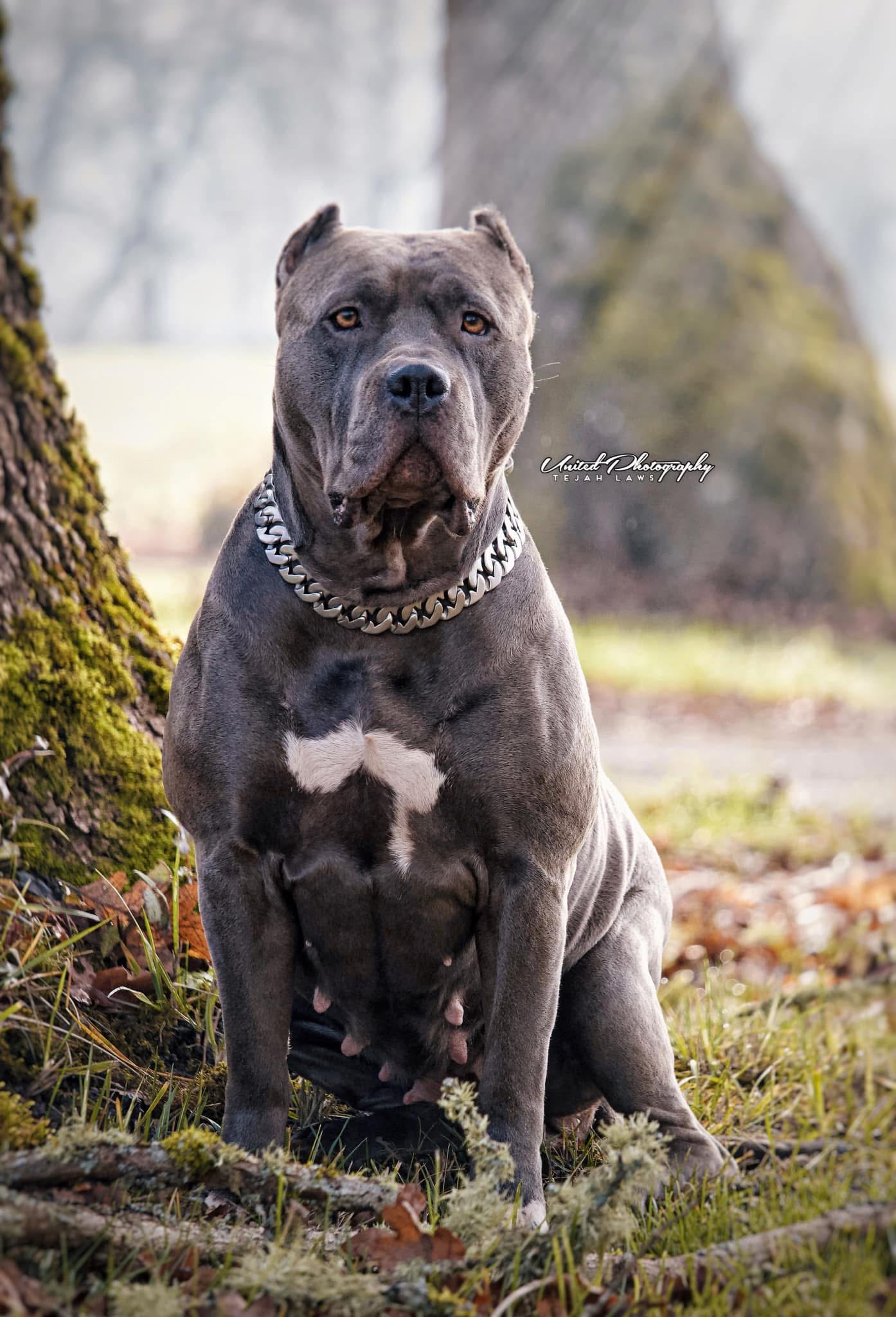 Dog Featured Image