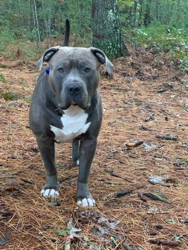 Dog Featured Image
