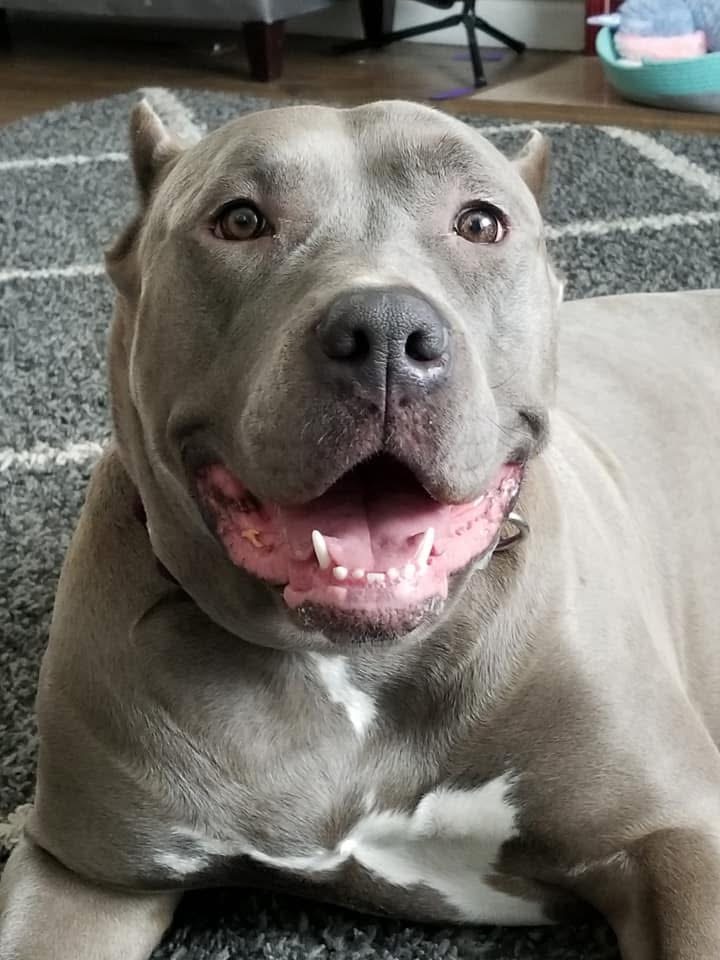 Dog Featured Image