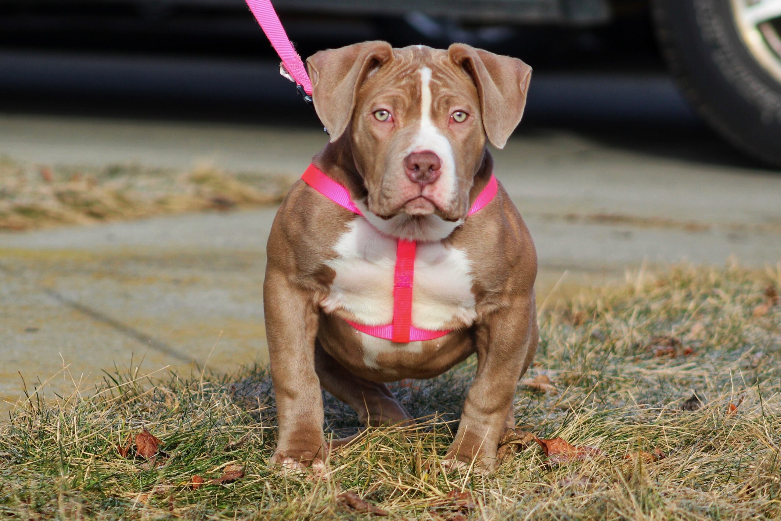 Dog Featured Image