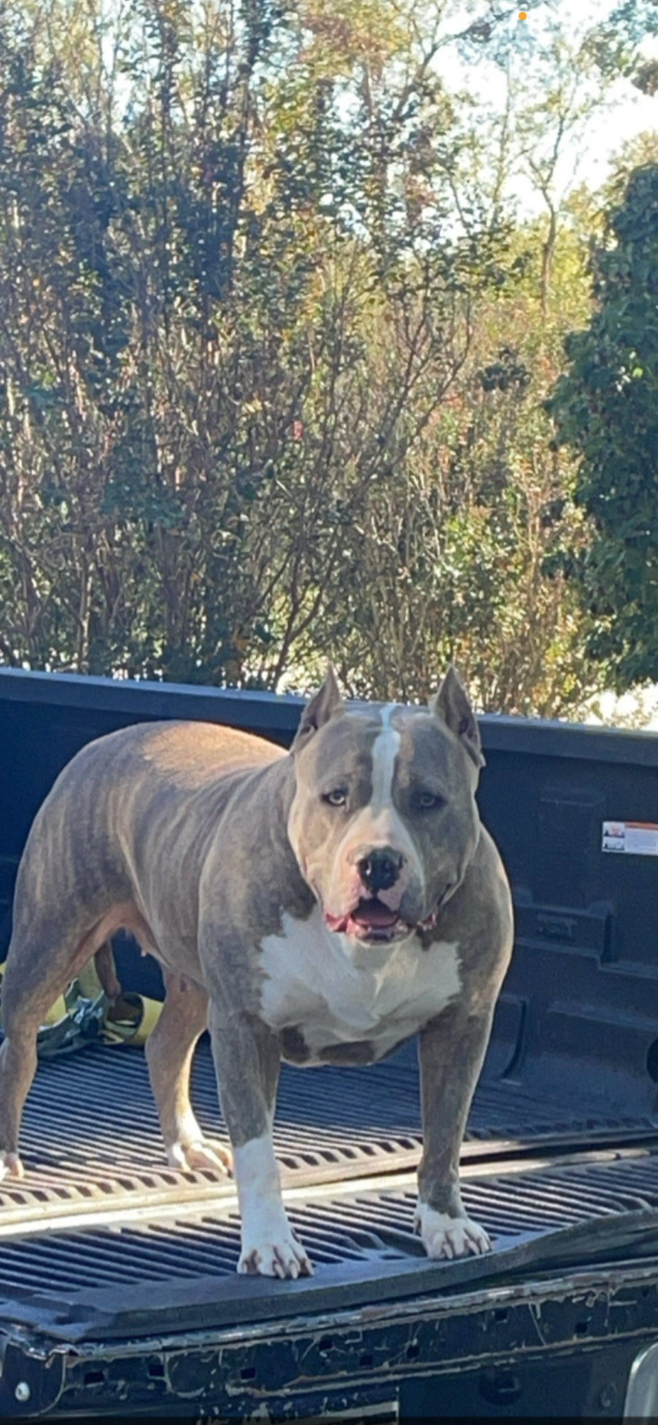 Dog Featured Image