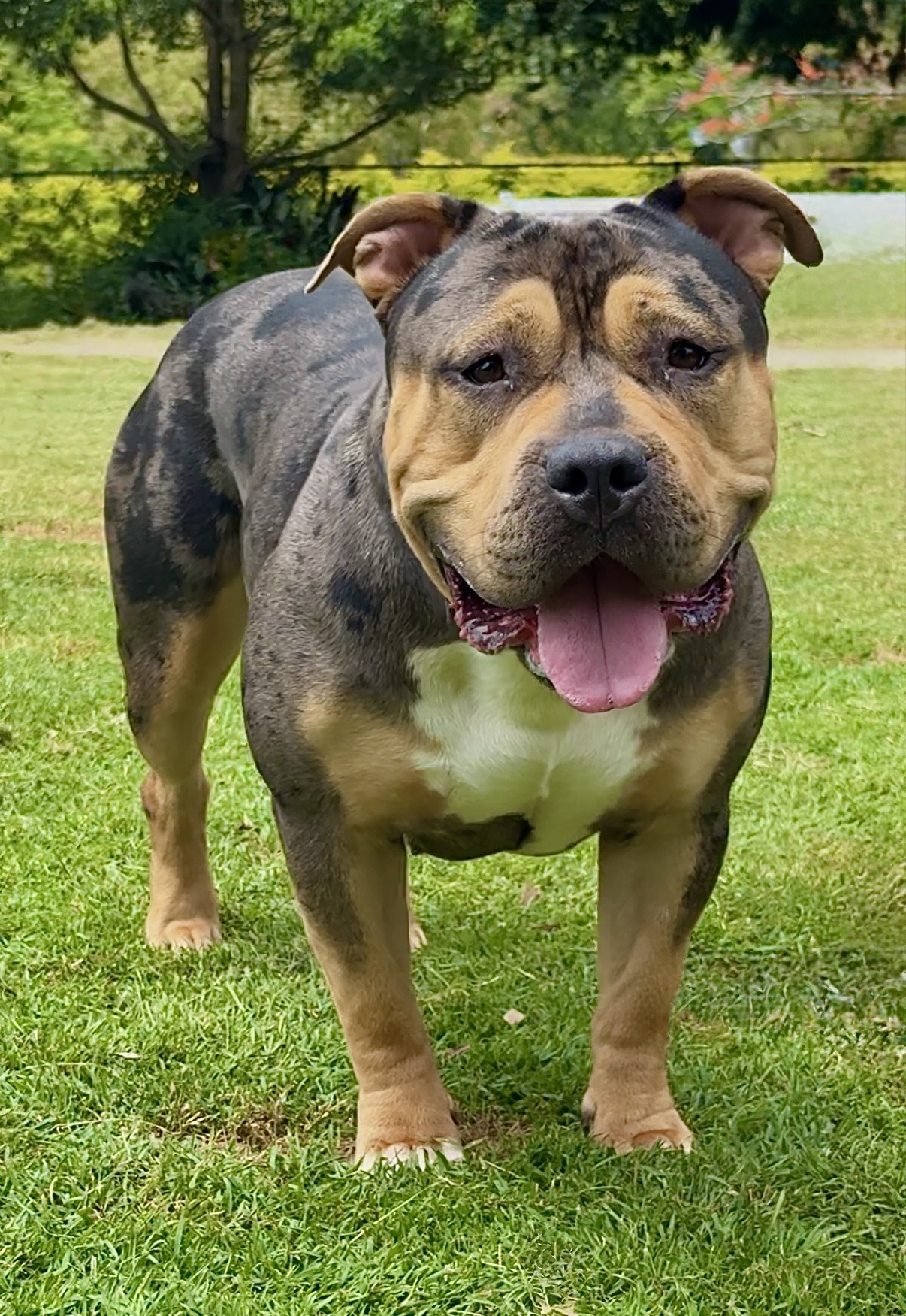 Dog Featured Image