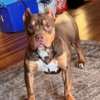 CqBullies ZARA